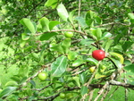 Malpighia emarginata   - 
