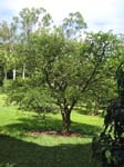 Malpighia emarginata   - 
