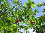 Malpighia emarginata   - 