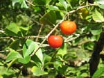 Malpighia emarginata   - 