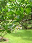 Malpighia emarginata   - 