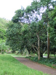 Mangifera indica   - 
