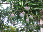 Mangifera indica   - 