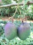 Mangifera indica   - 