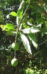 Mangifera indica   - 