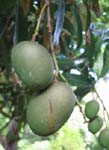 Mangifera indica   - 