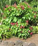 Megaskepasma erythrochlamys   - 