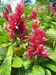 Megaskepasma erythrochlamys   - 