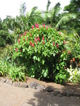 Megaskepasma erythrochlamys   - 