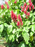Megaskepasma erythrochlamys   - 