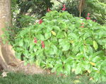 Megaskepasma erythrochlamys   - 