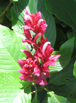Megaskepasma erythrochlamys   - 