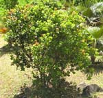 Metrosideros polymorpha   - 