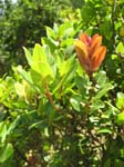 Metrosideros polymorpha   - 