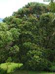Metrosideros polymorpha   - 