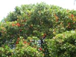 Metrosideros polymorpha   - 