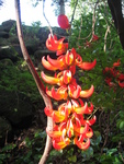 Mucuna novo-guineensis   - 