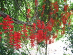Mucuna novo-guineensis   - 