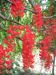Mucuna novo-guineensis   - 