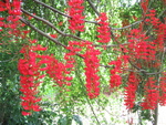 Mucuna novo-guineensis   - 