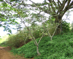 Polyscias racemosa   - 