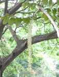 Polyscias racemosa   - 