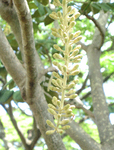 Polyscias racemosa   - 