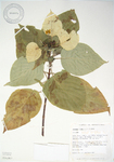 Mussaenda raiateensis   - 
