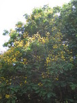 Peltophorum pterocarpum   - 