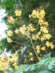 Peltophorum pterocarpum   - 