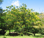 Peltophorum pterocarpum   - 