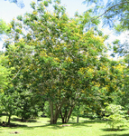 Peltophorum pterocarpum   - 