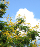 Peltophorum pterocarpum   - 