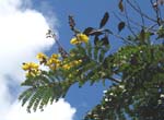 Peltophorum pterocarpum   - 