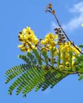 Peltophorum pterocarpum   - 