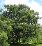 Peltophorum pterocarpum   - 