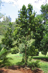 Pimenta dioica   - 