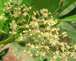 Pimenta dioica   - 