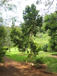 Pimenta dioica   - 