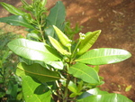 Pimenta dioica   - 