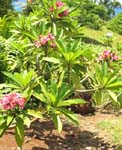 Plumeria rubra   - 