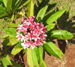 Plumeria rubra   - 