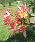 Plumeria rubra   - 