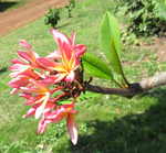 Plumeria rubra   - 