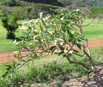 Plumeria rubra   - 