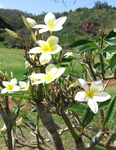 Plumeria rubra   - 