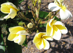 Plumeria rubra   - 