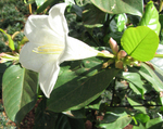 Portlandia grandiflora   - 