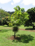 Pouteria campechiana   - 