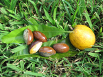 Pouteria campechiana   - 